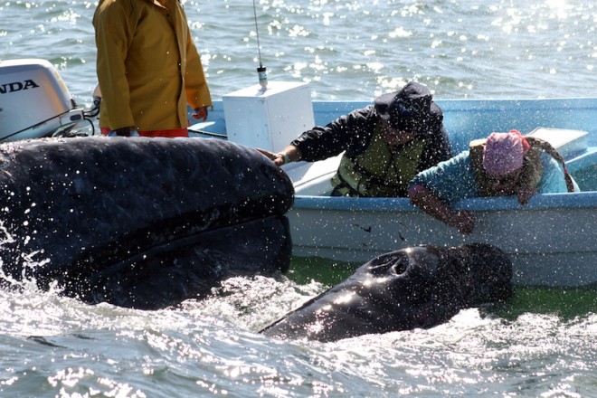 La ballena podría modificar su ruta de iniciar operaciones la minería marina en Comondú