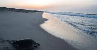 Proyecto minero submarino amenaza un refugio de tortugas en Baja California Sur