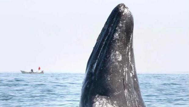 Alertan de posibles afectaciones a la ballena gris en BCS por minería marina