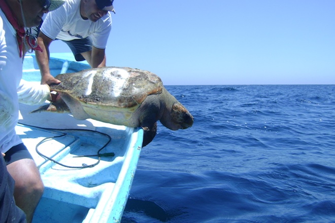 Proyecto de minería marina Don Diego, en BCS, una amenaza para la tortuga caguama: AIDA