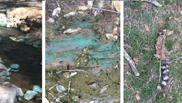 Demandan a Peñoles y Mina de Cobre por contaminación de arroyo Milpillas