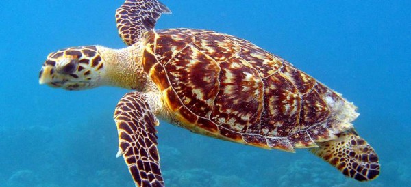Ampliación del puerto de Veracruz y mina en BCS dañan a tortugas marinas, denuncian