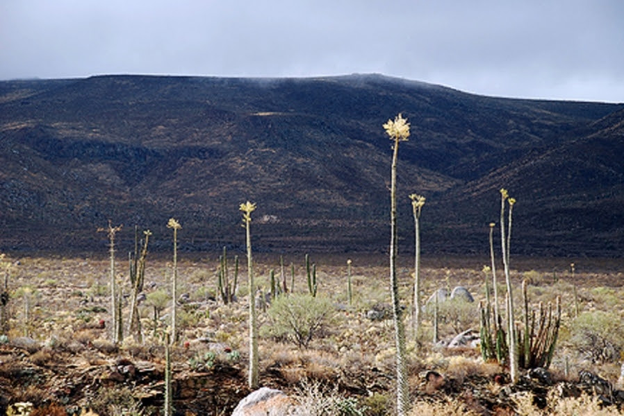 Suspenden proyecto minero en Ensenada