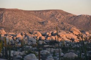 Graves amenazas sobre el Valle de los Cirios