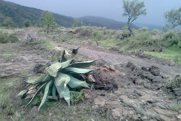 Se quejan indígenas ante la Profepa contra Almaden Minerals