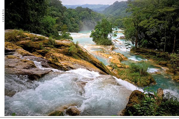 biodiversidad-600