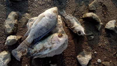 Descubren mortandad de peces en la presa de San José del Progreso, Oaxaca