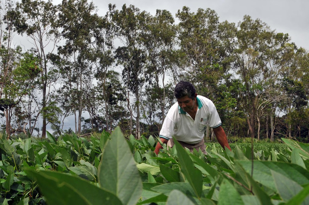 Economia Verde Agricultura “verde” europea, vinculada con la deforestación en Latinoamérica