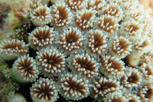 Nuevo estudio revela el impacto de la minería en los arrecifes de coral