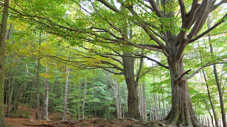 ECO