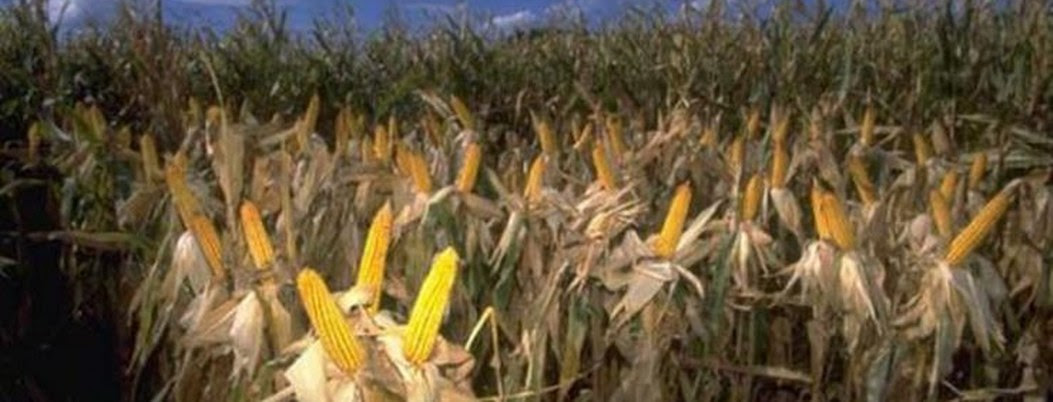 Agricultores mexicanos están cosechando maíz contaminado