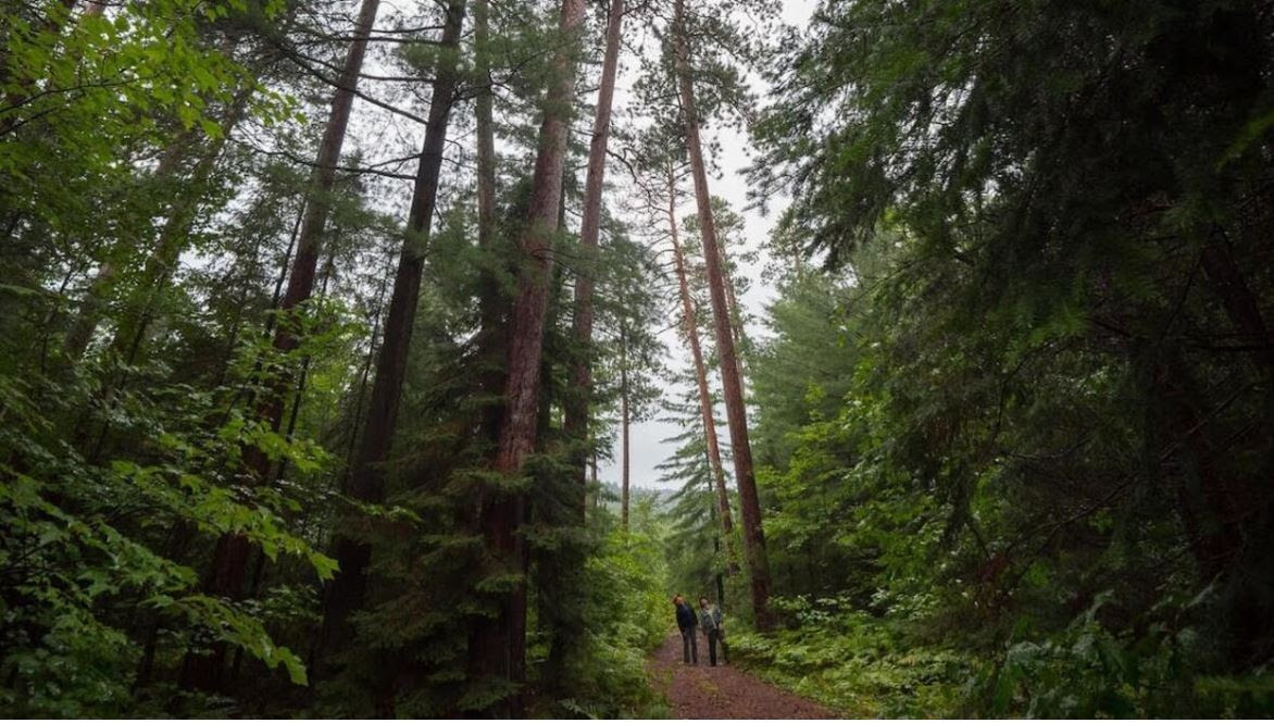 Bosque de pinos rojos más antiguo de Canadá rechaza minería en su territorio