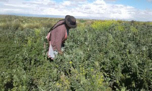 ROTUNDO RECHAZO A INTENTOS DE CONSULTA PARA EXPLORACION Y EXPLOTACION MINERA EN CHALLAPATA