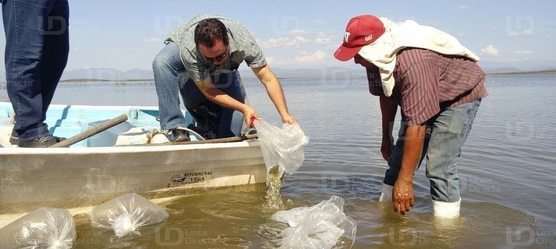 Sin información pescadores del derrame de jales de mina, que afectaría la presa El Varejonal