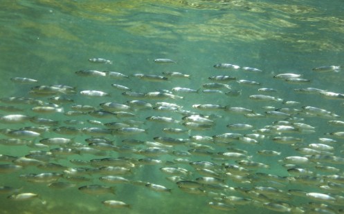 Piden una moratoria sobre la minería submarina en aguas españolas