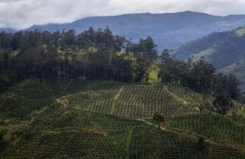 Los aguacates de AngloGold dividen a Cajamarca