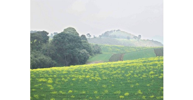 UN EMBATE AGRARIO QUIRÚRGICO, CASI INVISIBLE / 284