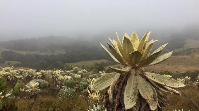 ¡Excelente!: Prohibición de minería en páramos de Colombia sería llevada a la constitución