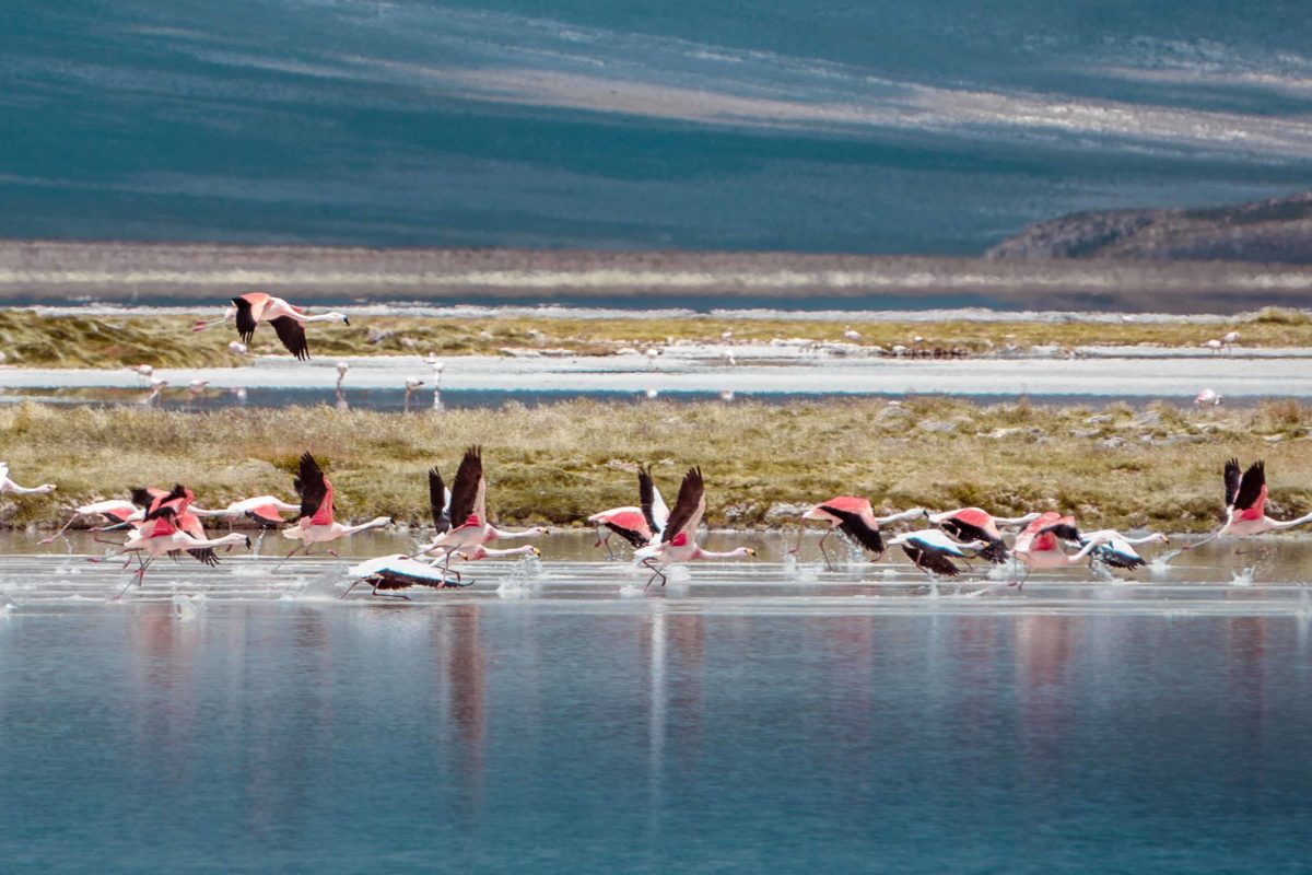 Chile: los impactos no evaluados de la minería en el Monumento Natural Salar de Surire