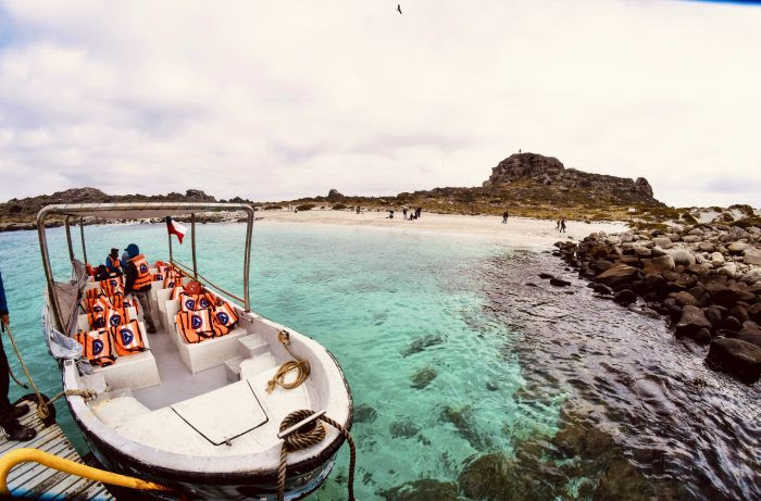 Expertos del Instituto de Ecología y Biodiversidad reiteran evidencia contra Minera Dominga: impacto en ecosistemas marinos y terrestres sería devastador