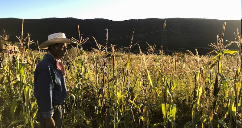 «Destrozarán mi vida» | Roberto, campesino de Zacatecas contra mina de Slim, pide no ser encarcelado