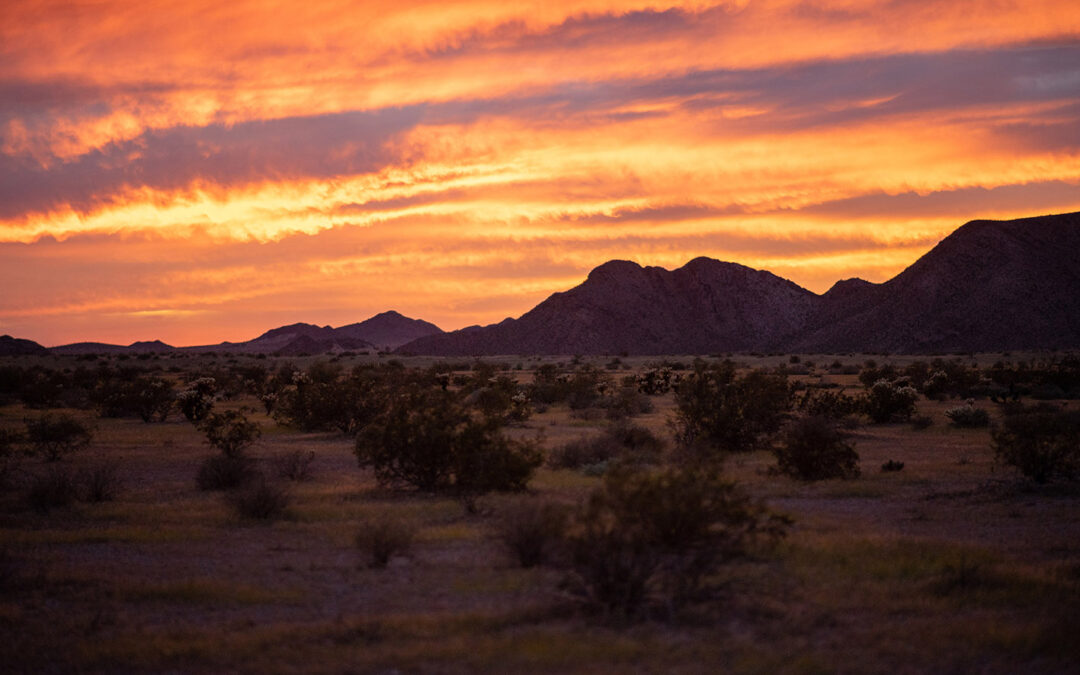 Hacer valer los sacrificios de la lucha por la vida en el Gran Desierto de Altar de Sonora